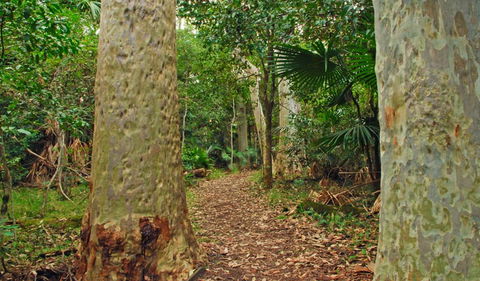 Depot Beach Rainforest Walk - Gold Coast 4U 0