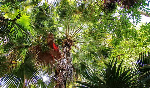 Depot Beach Rainforest Walk - Gold Coast 4U 2