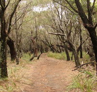 Pretty Beach to Snapper Point walking track