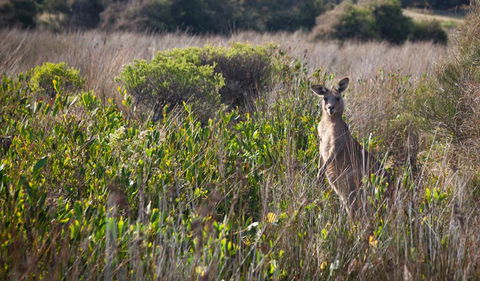 Murramarang Aboriginal Area Walking Track - Gold Coast 4U 0