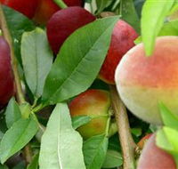 Fruit Salad Tree Company