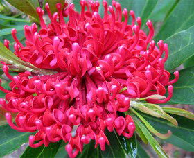 Booderee National Park: Green Patch And Telegraph Creek Walking Tracks - Gold Coast 4U 3