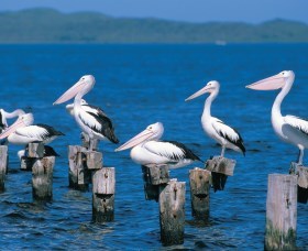 Walpole-Nornalup Inlets - Accommodation Gold Coast 1