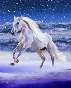 Australian Outback Spectacular: High Country Legends - 1 Gold Coast 1