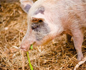 Djanbung Permaculture Gardens - 1 Gold Coast 0