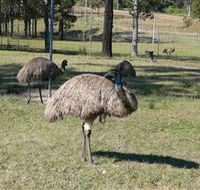 Glen Ian Ostrich and Emu Farm - Accommodation Gold Coast