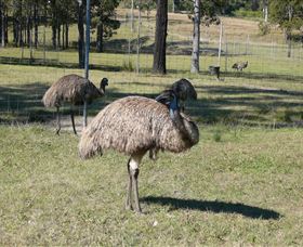 Glen Ian Ostrich And Emu Farm - Accommodation Gold Coast 0