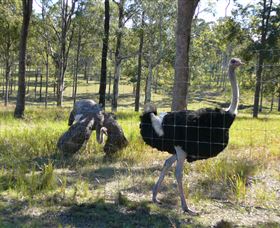 Glen Ian Ostrich And Emu Farm - Accommodation Gold Coast 2