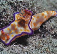 Curtain Artificial Reef Dive Site - Accommodation Gold Coast