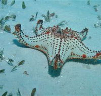 The Pines Dive Site - Accommodation Gold Coast