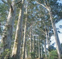 The Great Forest Trees Drive - Accommodation Gold Coast