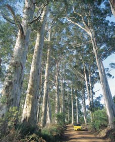 The Great Forest Trees Drive - Accommodation Gold Coast 0