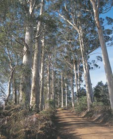 The Great Forest Trees Drive - Accommodation Gold Coast 1