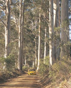 The Great Forest Trees Drive - Accommodation Gold Coast 2