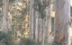 The Great Forest Trees Drive - thumb 3