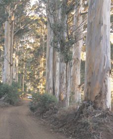 The Great Forest Trees Drive - Accommodation Gold Coast 3
