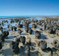 Hamelin Pool Stromatolites - Accommodation Gold Coast