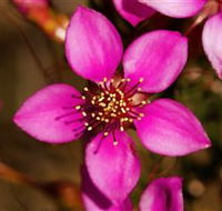 Flora - Accommodation Gold Coast
