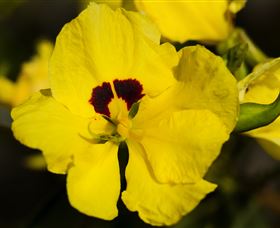 Flora - 1 Gold Coast 1