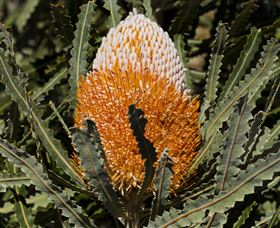 Flora - 1 Gold Coast 2