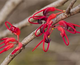 Flora - 1 Gold Coast 3