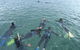 Dolphin Discovery Centre - thumb 2