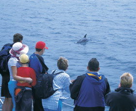 Dolphin Discovery Centre - Gold Coast 4U 3
