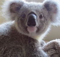 Koala Care Centre in Lismore - Accommodation Gold Coast
