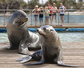 Australia's Sea World - Accommodation Gold Coast 1