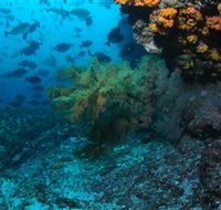 Henderson Rock Dive Site - Accommodation Gold Coast