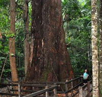 Bird Tree and Benaroon - Accommodation Gold Coast