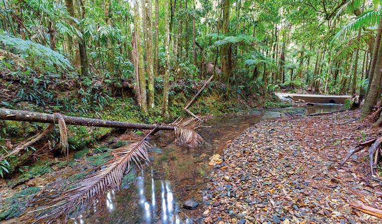Karangi NSW 1 Gold Coast