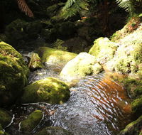 South East Forests National Park - Accommodation Gold Coast