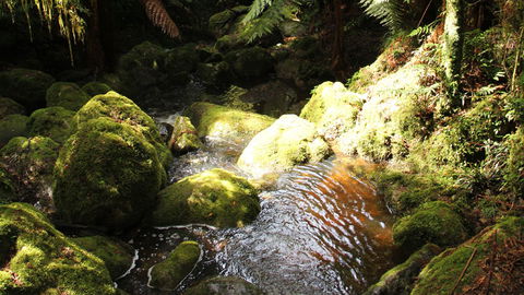South East Forests National Park - Accommodation Gold Coast 0
