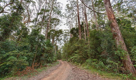 End Peak Walking Track - 1 Gold Coast 0