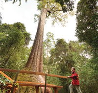 Old Bottlebutt - 1 Gold Coast