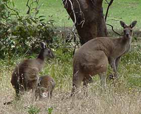 Capel Golf Club - Accommodation Gold Coast 2