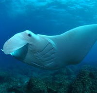 Manta Bommie Dive Site - Accommodation Gold Coast