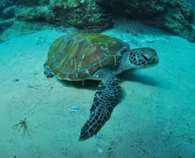 Manta Bommie Dive Site - Accommodation Gold Coast 3