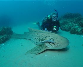 Manta Bommie Dive Site - Accommodation Gold Coast 1