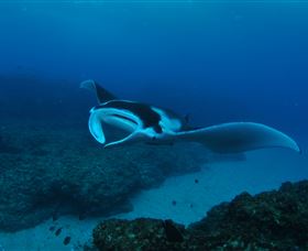 Manta Bommie Dive Site - Accommodation Gold Coast 2