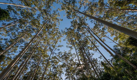 Queens Lake Nature Reserve - Accommodation Gold Coast 2