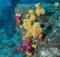 Shag Rock Dive Site - Accommodation Gold Coast