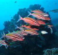 Flat Rock Dive Site - Accommodation Gold Coast