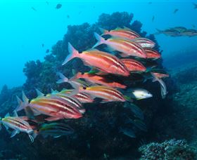 Flat Rock Dive Site - Accommodation Gold Coast 0