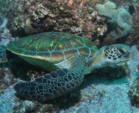 Flat Rock Dive Site - Accommodation Gold Coast 1