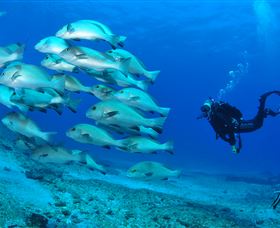 Flat Rock Dive Site - Accommodation Gold Coast 3