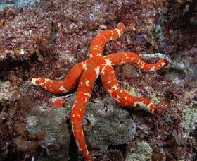 Flat Rock Dive Site - Accommodation Gold Coast 2