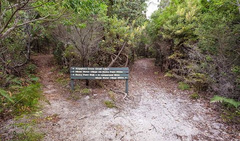 Angophora Grove Walking Track - Accommodation Gold Coast 0