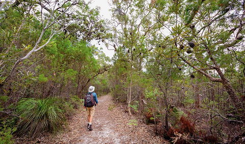 Angophora Grove Walking Track - Accommodation Gold Coast 1
